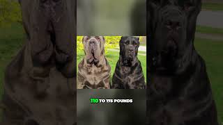 Meet the Gigantic Neapolitan Mastiff [upl. by Erasaec595]