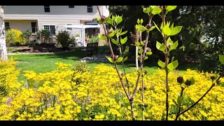 Spring Garden Tour Part II  The Restless Gardener [upl. by Annairdua]