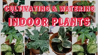 CULTIVATING AND WATERING INDOOR PLANTS AT HOME indoorplants plantcare littlenepfiltv satisfying [upl. by Riannon]