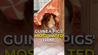 Is this your piggy’s most hated thing too 😅 shorts GuineaDad guineapig pets [upl. by Alegnaoj]