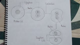 How to draw Amitosis or Direct Cell Division for class 9  12 [upl. by Jeffy]