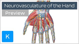 Neurovasculature of the Hand preview  Human Anatomy  Kenhub [upl. by Grissel847]