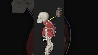 Upper Cross Syndrome 3d anatomy shoulder 3danatomy [upl. by Skiest247]