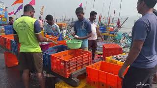 Sassoon Dock Fish Market Mumbai  wholesale Fish Market 2024 [upl. by Harlie344]