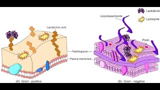 Salivary Glands Part 5 Functions of Lactoferrin and Immunoglobulin A [upl. by Naanac559]