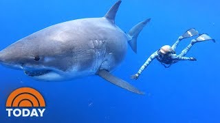 Scuba Diving with Great White Sharks [upl. by Noryak]