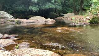 Sound of Streams in the Creek ASMR [upl. by Eeleimaj]