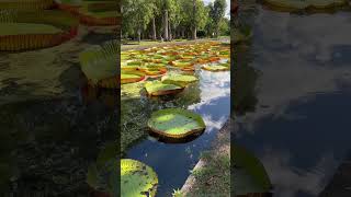 Botanical gardens Mauritius  Giant water Lilies travel traveldiaries mauritius shorts [upl. by Enirroc]