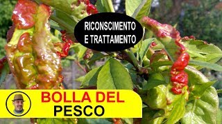 BOLLA DEL PESCO riconoscimento e trattamento [upl. by Namwob]