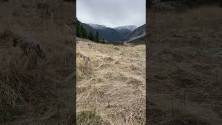 Exploring Beartooth Pass with Wirehaired Pointing Griffon [upl. by Gnep]