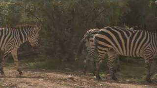 Zebra Breeders in Utah  Americas Heartland [upl. by Aschim]