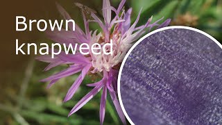 Brown Knapweed Centaurea Jacea Under a Microscope Leaf And Petal [upl. by Iddet444]