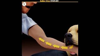 Rabies Virus से कैसे बचे  How to protect yourself from Rabies Virus shorts [upl. by Deirdra765]