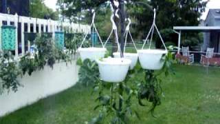 Topsy Turvy Garden Containers Upside Down Pots Growing Tomatoes Peppers amp Herbs Update 7 [upl. by Harod100]