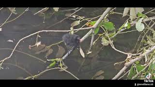 Moorhen Chicks Castle Pool Little Dawley Telford 3924 [upl. by Shelburne]