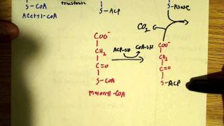 Fatty acid biosynthesis [upl. by Enilaf119]