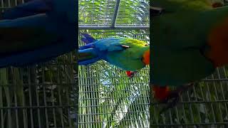 Beautiful Macaw Parrot Pair cute beautiful birds shorts [upl. by Anabal]