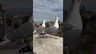 Rom róma colosseum vogel Italia Möwe 🦅🌸🏛️ [upl. by Ahsilrak]