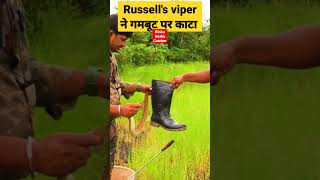 russell viper snake bites on gumboot 🐍। snake bite shorts youtubeshorts [upl. by Gahl]