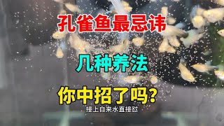 孔雀鱼最忌讳的养法，你中招了吗？很多人都有过经历 [upl. by Egdirdle]