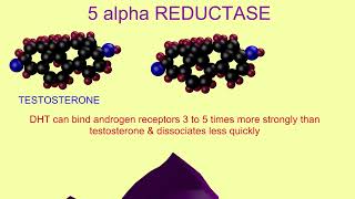 dihydrotestosterone amp 5 alpha reductase [upl. by Ranee274]