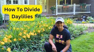 How To Divide Daylilies  Propagate Hemerocallis [upl. by Aliak206]