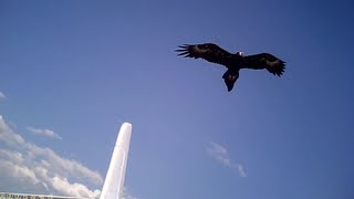 Wedge Tailed Eagles ATTACK Parkzone Radian Glider Aerobatics Filmed with 16 808 camera [upl. by Ailekat]