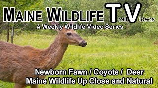 Deer Closeups  Newborn Fawn  Maine Wildlife Trail Video  Trail Cam [upl. by Herschel]