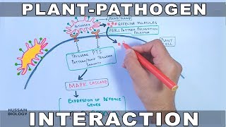 Plant Pathogen Interaction  Signalling [upl. by Ahsiemal]