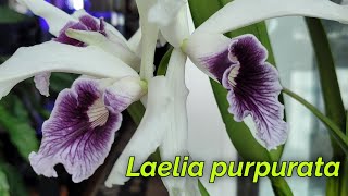 Laelia purpurata Моя коллекция [upl. by Ecined]