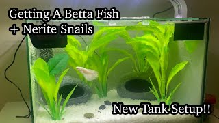 Getting A New Betta Fish amp Nerite Snails  New Tank Setup  SarahMeiPets [upl. by Danas]