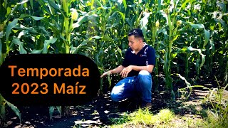 Cultivo de maíz temporada 2023 Todo un reto en la producción de maíz 🌽 Generalidades [upl. by Rudich]