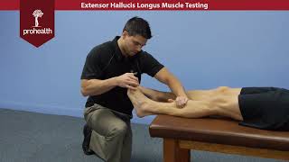 Extensor Hallucis Longus Muscle Test Palp Dr VIzniak Muscle Manual [upl. by Leanor63]