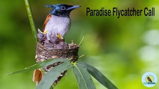 Paradise Flycatcher Call  Male amp Female voice। USP BIRDS । Wildlife Photography । Ujjal Sarkar [upl. by Aimac]