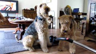 Cleaning Airedales [upl. by Lane662]