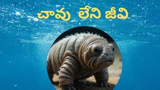 Tardigrade animal  MysteryAmazing factsajid trends [upl. by Acsecnarf22]