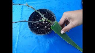 Enraizar Esqueje de Rosal con Aloe [upl. by Assecnirp]