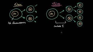 Comparaison entre mitose et méiose [upl. by Eibbed]