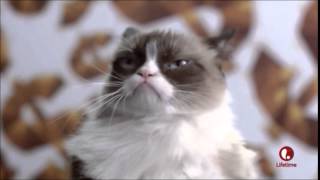 Grumpy Cats Christmas Dance [upl. by Garold]