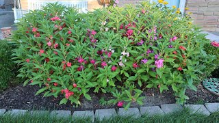 Impatiens balsamina  Garden Balsam Rose Balsam Touchmenot Spotted snapweed [upl. by Hanako126]