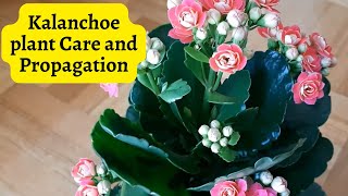 Kalanchoe plant Care and Propagation kalanchoe [upl. by Schoening]