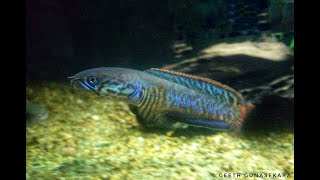 Channa bleheri rainbow snakehead [upl. by Feetal]