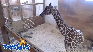 Animal Adventure Parks April the Giraffe  Live Birth  Archive footage [upl. by Daffy970]