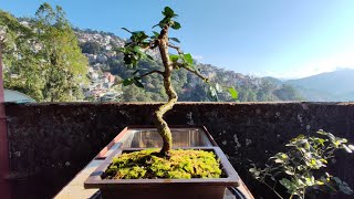 Carmona Retusa  Pruning  Repotting [upl. by Jocko]