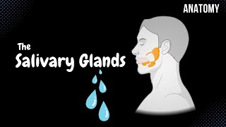 Minor amp Major Salivary Glands Parotid Submandibular Sublingual Anatomy [upl. by Max373]