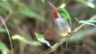 Conociendo al SAN PEDRITO PUERTO RICAN TODY  Construcción del nido alimentación y vuelo [upl. by Palocz]