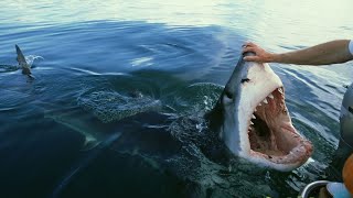 Man Swims With Great White Sharks In Open Waters  Swimming With Monsters [upl. by Ahsinauq]