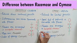 Difference between Racemose and Cymose Inflorescence  Racemose Vs Cymose Inflorescence Bilingual [upl. by Maice]