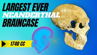 Incredible discovery sheds new light on the Brain Size of Neanderthals [upl. by Enaelem]