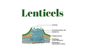 Lenticels [upl. by Udela]